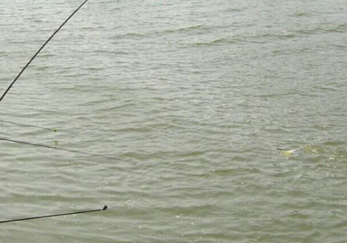 钓青鱼用什么钓具 浅水好还是深水好