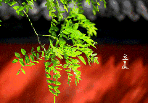 立夏可以穿裙子吗 可以穿短袖吗