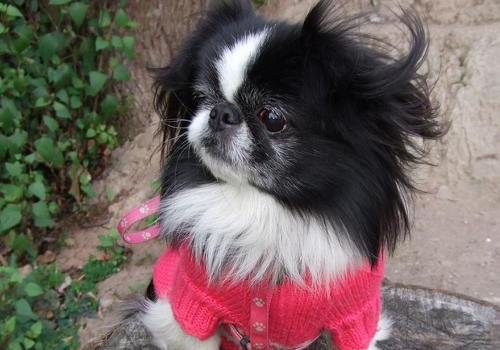 日本狆价格多少钱一只 属于高档犬吗