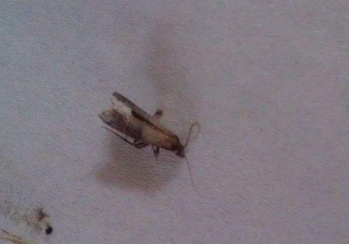 家里有飞蛾是什么预兆 代表是吉还是凶