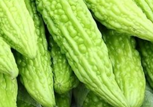 苦瓜为什么会苦 为什么叫半生瓜