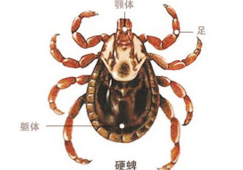  蜱虫咬人的症状是什么 会寄生在人身上吗