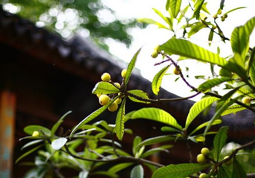 小满节气的气候特点 穿什么衣服