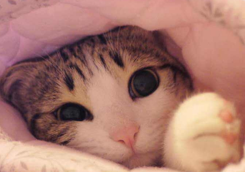 猫走路为什么没有声音 为什么怕香蕉