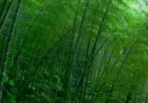 为什么竹子不能长粗 最粗的直径有多少