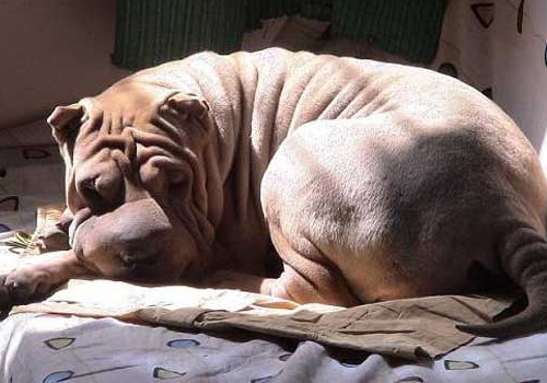 沙皮犬怎么训练 智商怎么样
