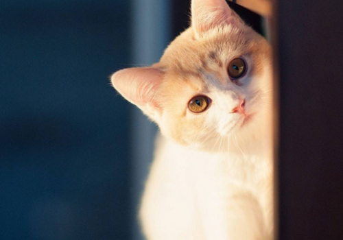 猫眼睛一日三变的原因 能看到鬼吗