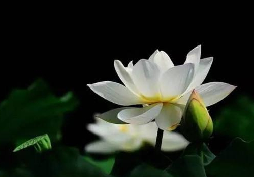 夏至养生喝什么汤 朋友圈怎么发说说