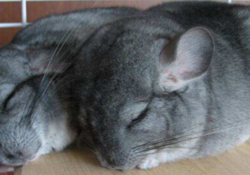 龙猫多少钱一只 危害是什么