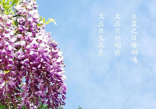 立夏吃什么时令菜好 适合种植什么蔬菜