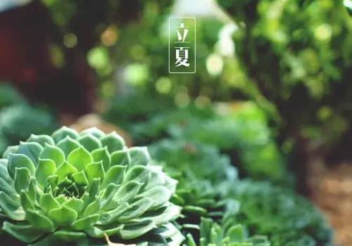 立夏能吃冰吗 可以喝菊花茶吗