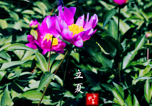 立夏蛋怎么煮硬 煮多久合适