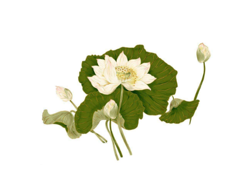 夏天什么花开 怎样浇水