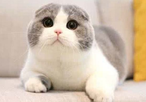 折耳猫为什么不能养 会发病吗