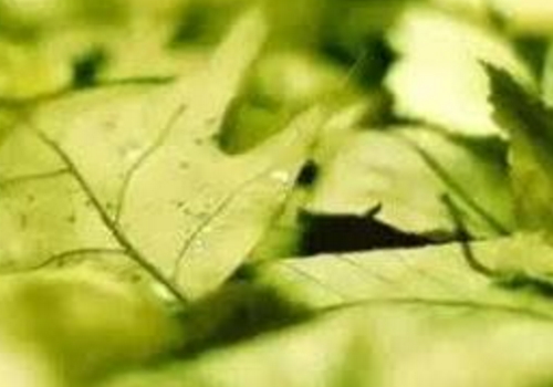 2018末伏是什么时候有几天 怎么计算