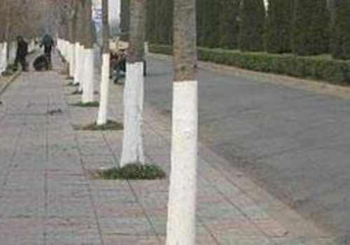 树干为什么是圆 为什么常常刷成白色