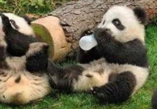 肚子饿了为什么会咕咕叫 怎么发搞笑说说