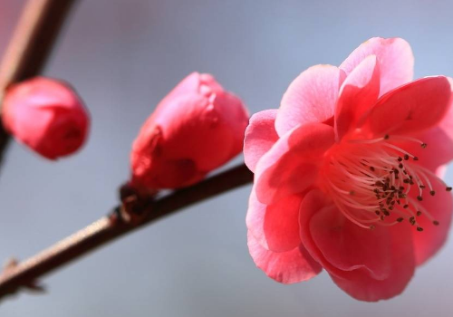 2019年真的没有立春吗 是什么生肖年