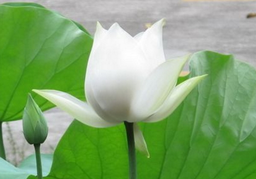 夏至过生日好吗 祝福语有哪些