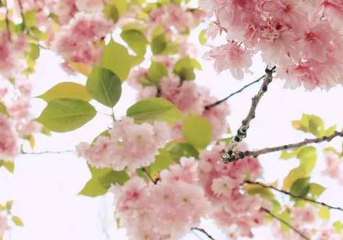 立夏吃什么水果好 喝什么汤养生