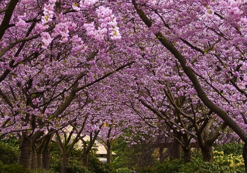4月份开什么花 适合种什么花