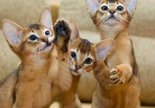 阿比西尼亚猫好养吗 寿命是多久