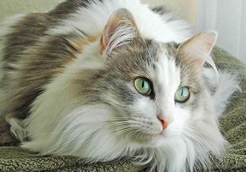 布履阑珊猫价格多少钱一只 会长大吗