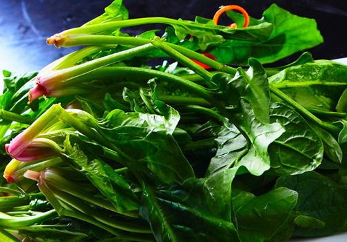 五月份能种菠菜吗 能种香菜吗