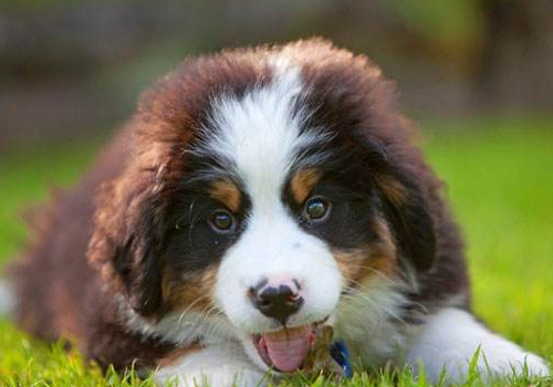 伯恩山犬安静吗 和圣伯纳犬的区别