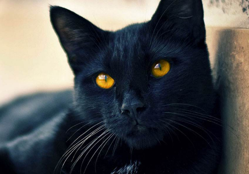 玄猫是全身都不能有一点白吗 能辟邪吗