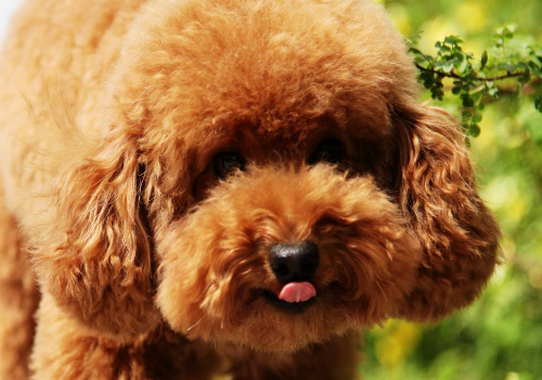 泰迪犬可以和比熊配吗 和金毛可以配吗