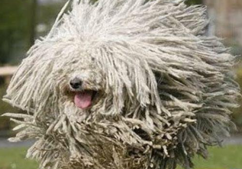 可蒙犬体味重吗 咬人吗