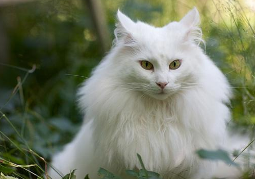 挪威森林猫粘人程度 和布偶猫的区别有哪些