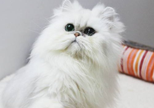 金吉拉猫缺点是什么 和布偶猫的区别