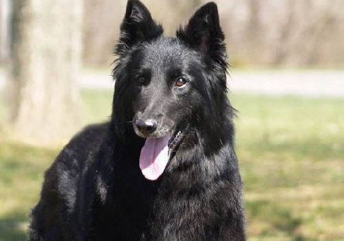 比利时牧羊犬价格多少钱 性格特点怎么样