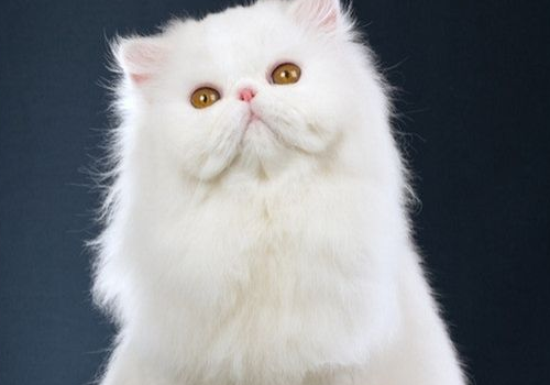 波斯猫是鸳鸯眼吗 吃什么