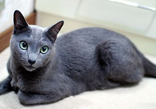俄罗斯蓝猫粘人程度 和英短蓝猫的区别