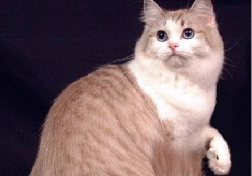 布履阑珊猫怎么读 性格怎么样