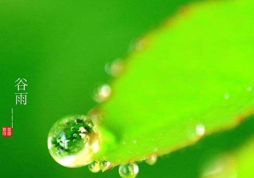 2018年谷雨是什么时候 为什么喝谷雨茶