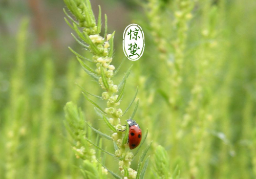 惊蛰可以剪头发吗 有什么讲究
