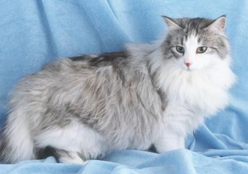挪威森林猫是巨型猫吗 寿命是多长