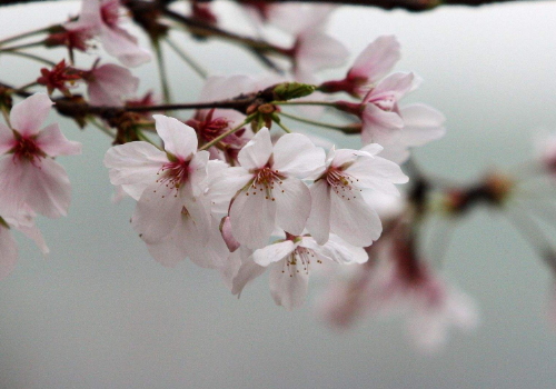 5月的武汉冷吗天气怎么样 还有樱花吗