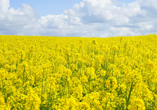 4月份能看薰衣草吗 四月份还有油菜花吗
