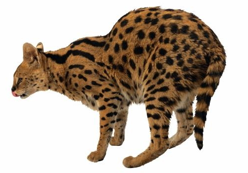 孟加拉豹猫好养吗 怎么养