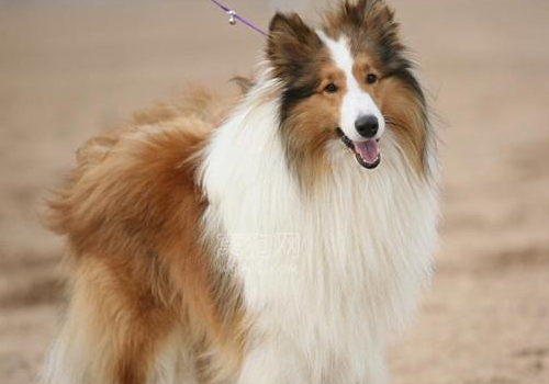 苏格兰牧羊犬怎么养 怎么训练好