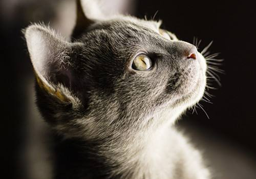 科拉特猫价格多少钱 性格怎么样
