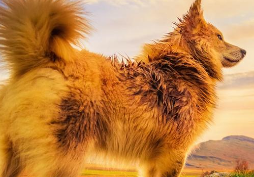 冰岛牧羊犬价格多少钱 怎么样好养吗