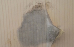 墙纸发霉原因 墙纸发霉处理方法