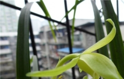 套叶兰生态特征以及花期、种植方法