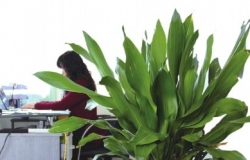 办公室植物摆放宜忌